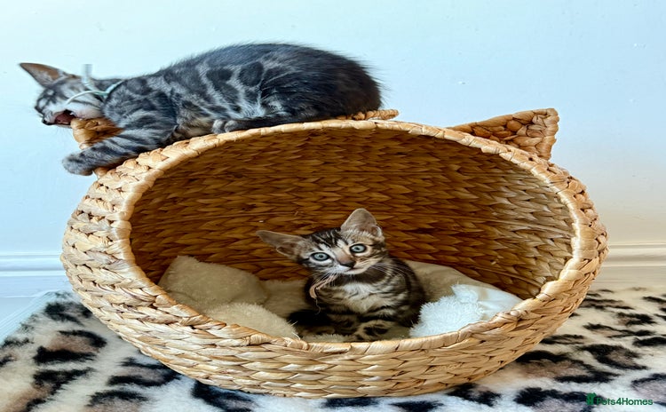 Bengal cats - Advert 7