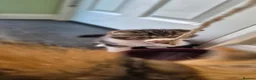 Persian cats for sale: Exotic Persian kittens  - Advert 6