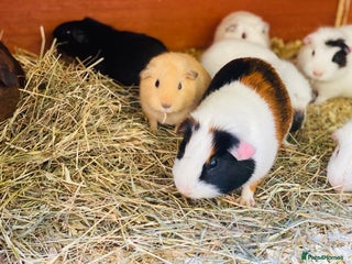 Guinea Pig rodents - Advert 29