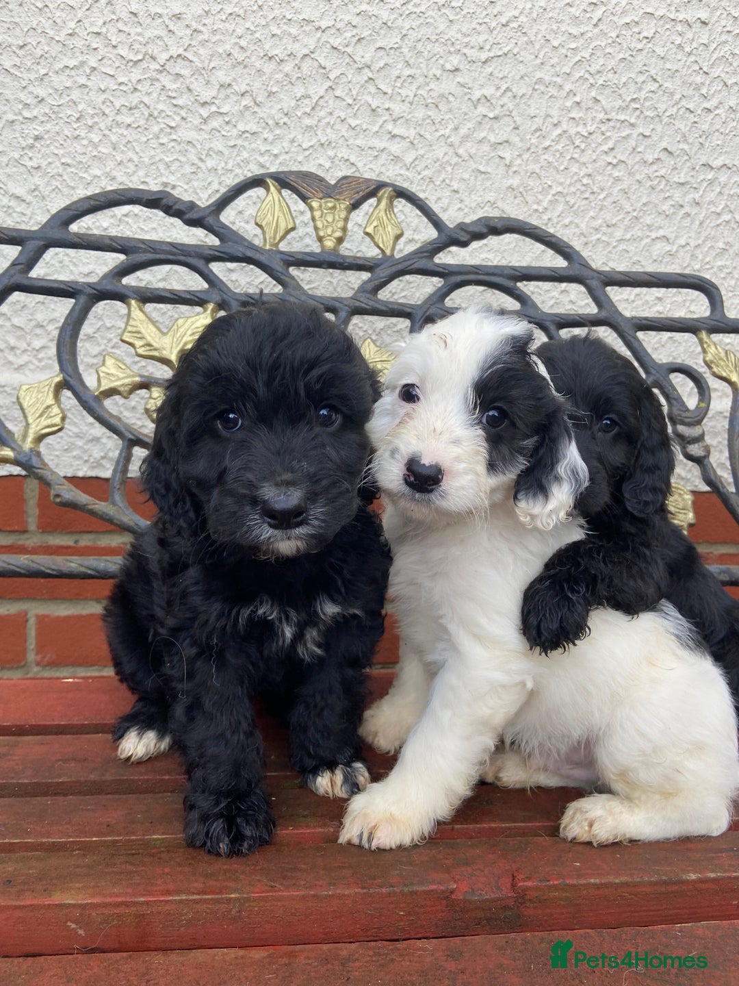 Cockapoo dogs for sale: F1 cockapoo puppies  - Advert 1