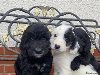 Cockapoo dogs F1 cockapoo puppies - Advert 1