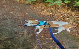 Mixed Breed dogs for adoption: Meet Bambi, currently residing in Sheffield - Image 16