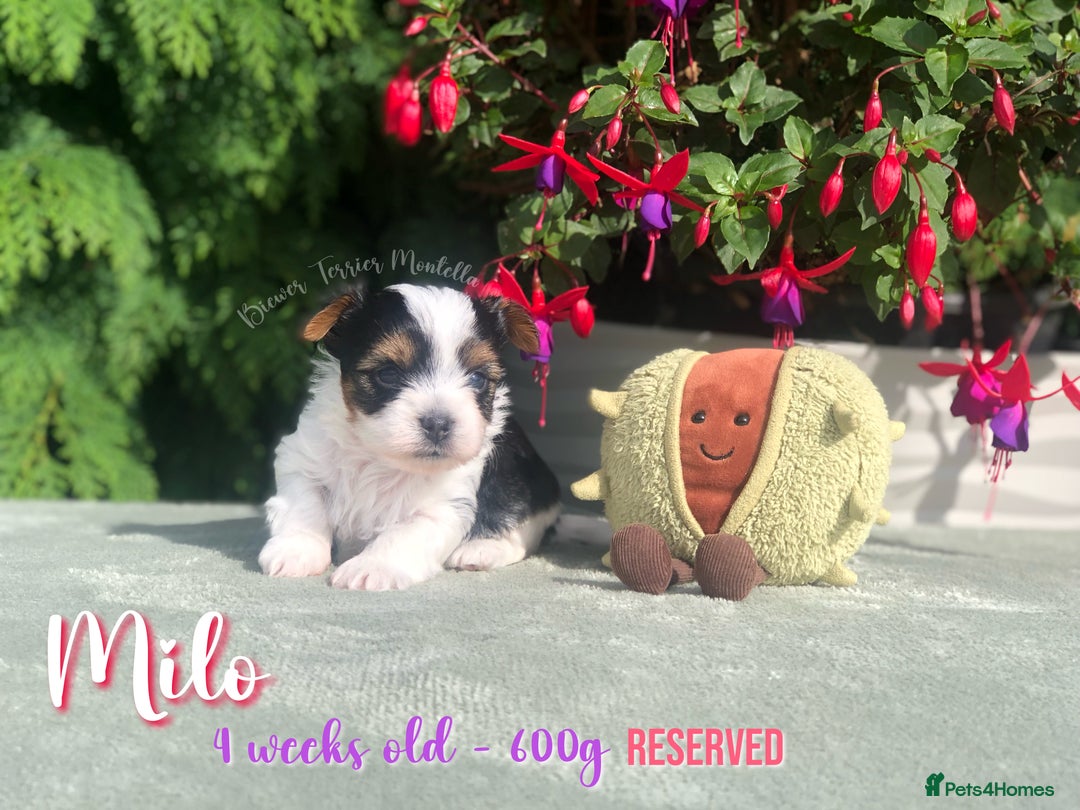Yorkshire Terrier dogs for sale: Two Beautiful Biewer Terrier Girls! - Image 5