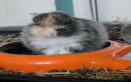 English Lop rabbits for sale: Beautiful baby bunnies  - Image 11
