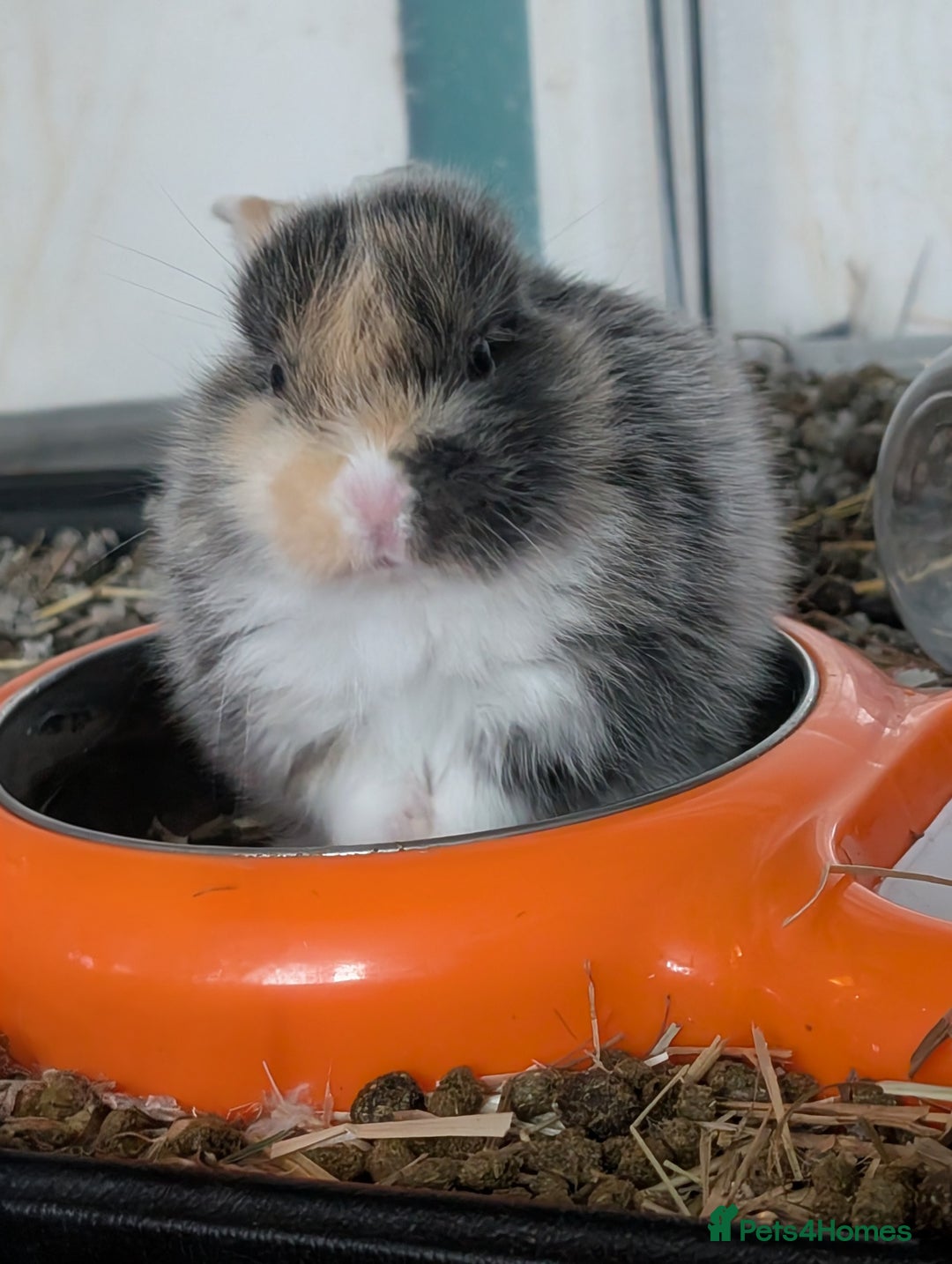 English Lop rabbits for sale: Beautiful baby bunnies  - Image 11