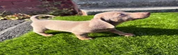 Miniature Dachshund dogs for sale: ❤️Adorable Isabella Miniature Dachshund Puppies 🐶 - Advert 32