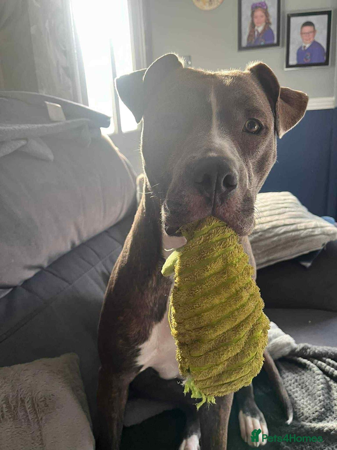 Mixed Breed dogs for sale: Staffy cross - Image 3