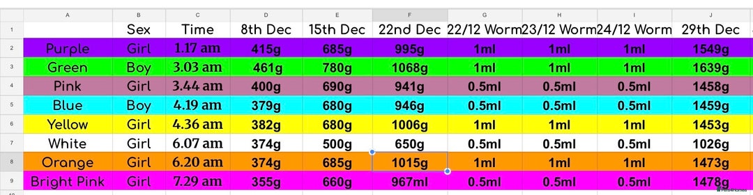 Labrador Retriever dogs for sale: Beautiful Labrador Pup - Advert 9