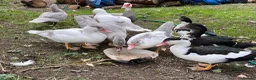 Ducks poultry for sale: Muscovy ducklings. - Advert 1