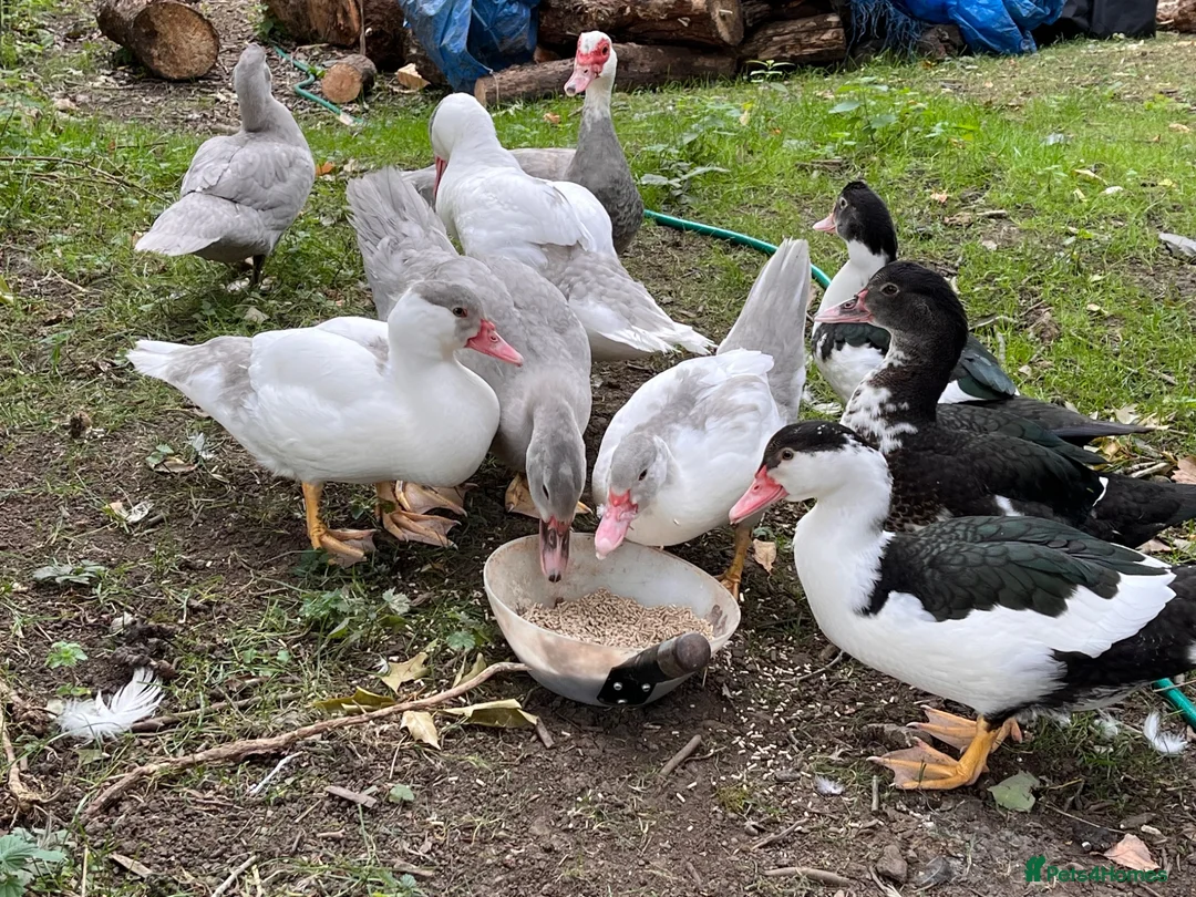 Ducks poultry for sale: Muscovy ducklings. - Advert 1