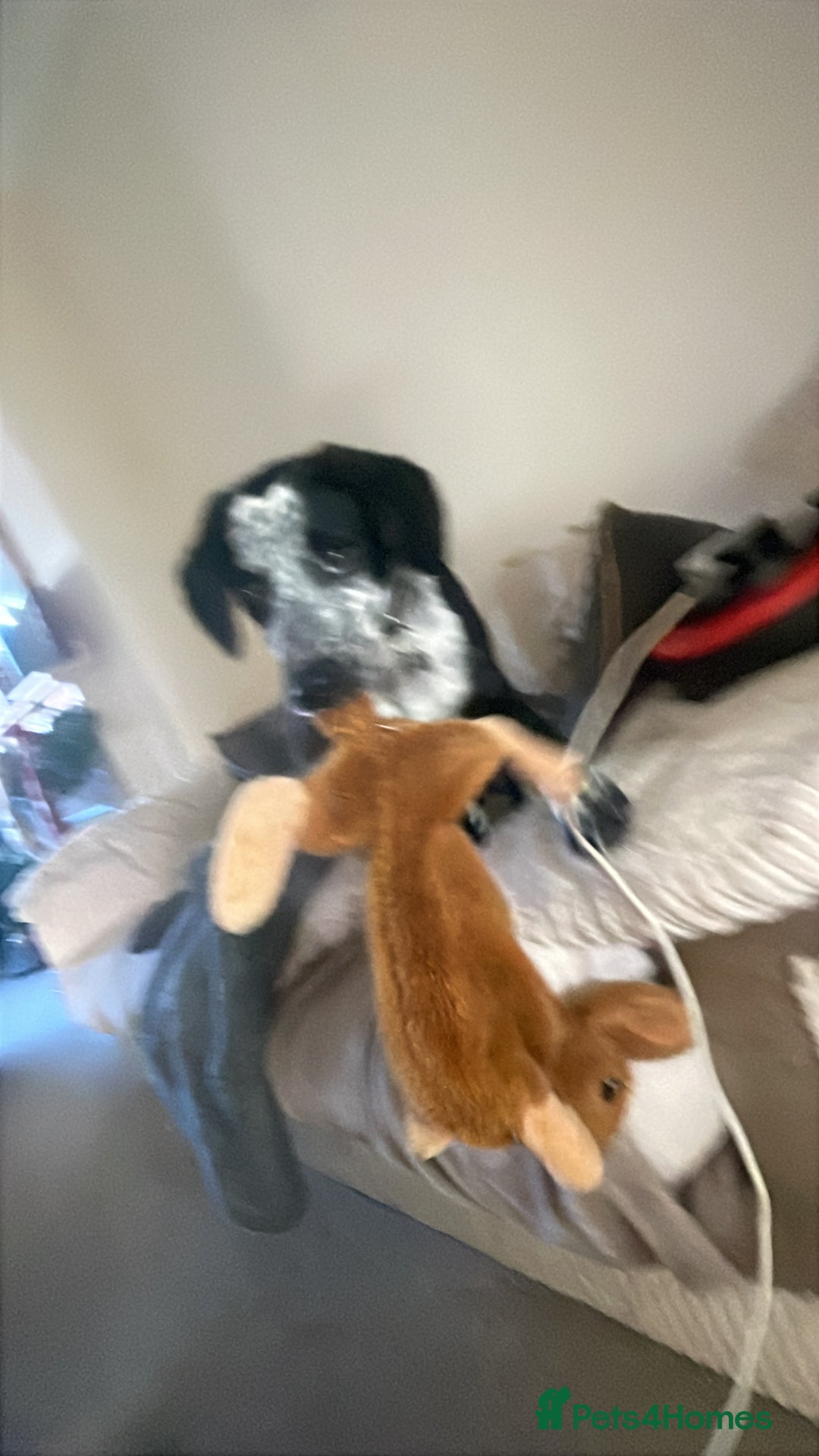 Mixed Breed dogs for sale: Gorgeous 6 month old sprollie puppy.  - Advert 4