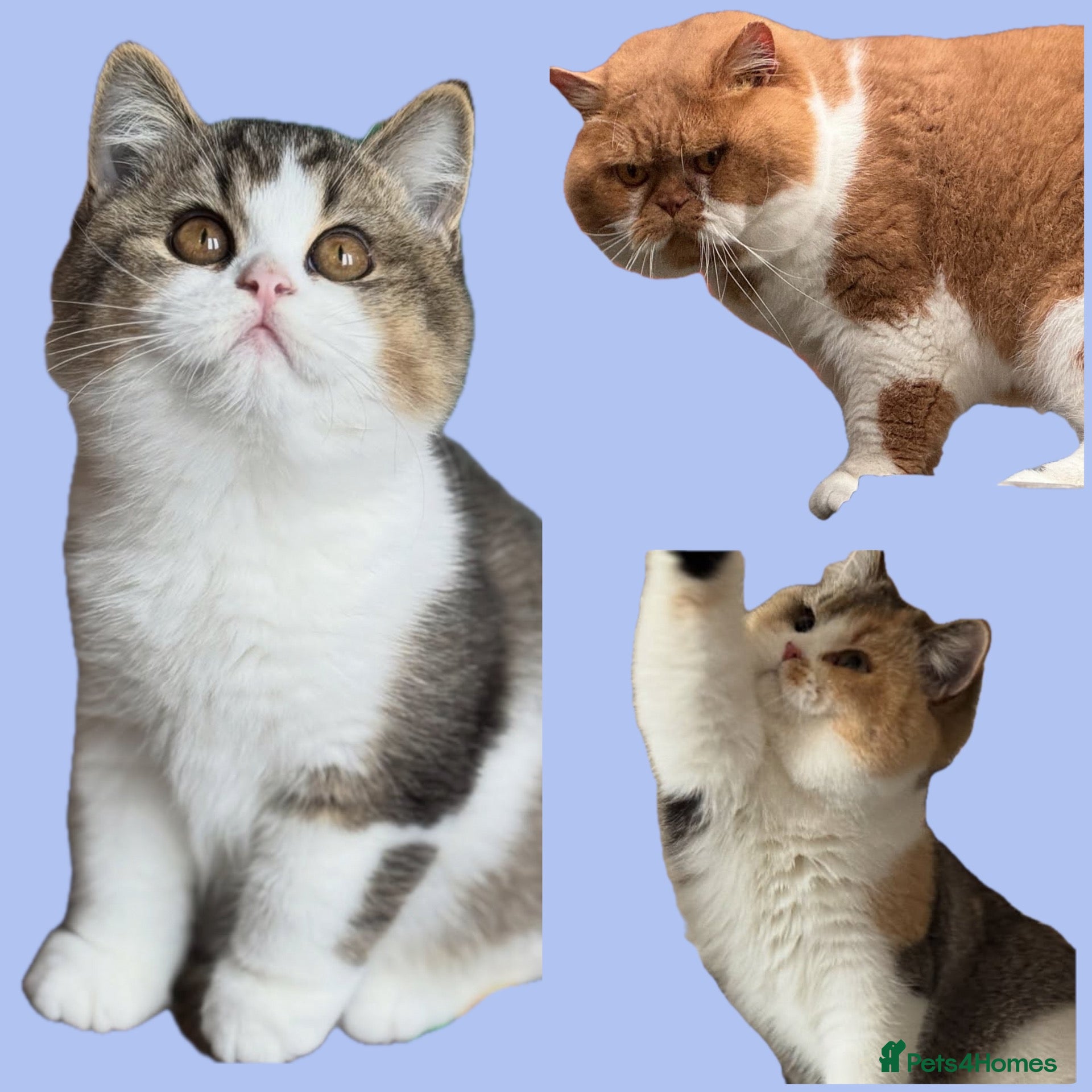 British Shorthair cats Ch sire TICA reg tabby bi colour boy  - Advert 17
