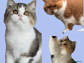British Shorthair cats Ch sire TICA reg tabby bi colour boy - Advert 17