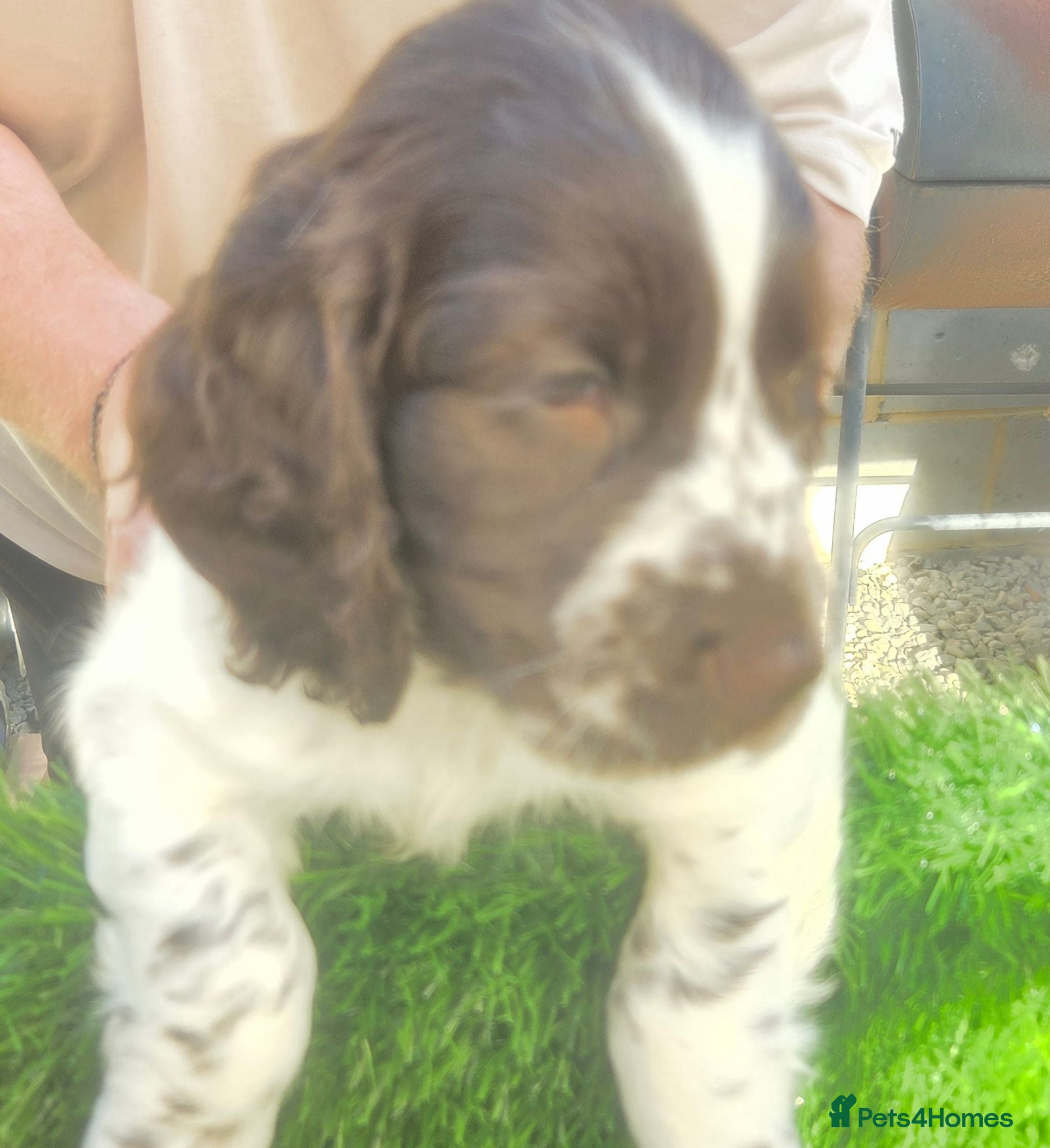 Cockapoo dogs COCKER SPANIEL - Advert 2