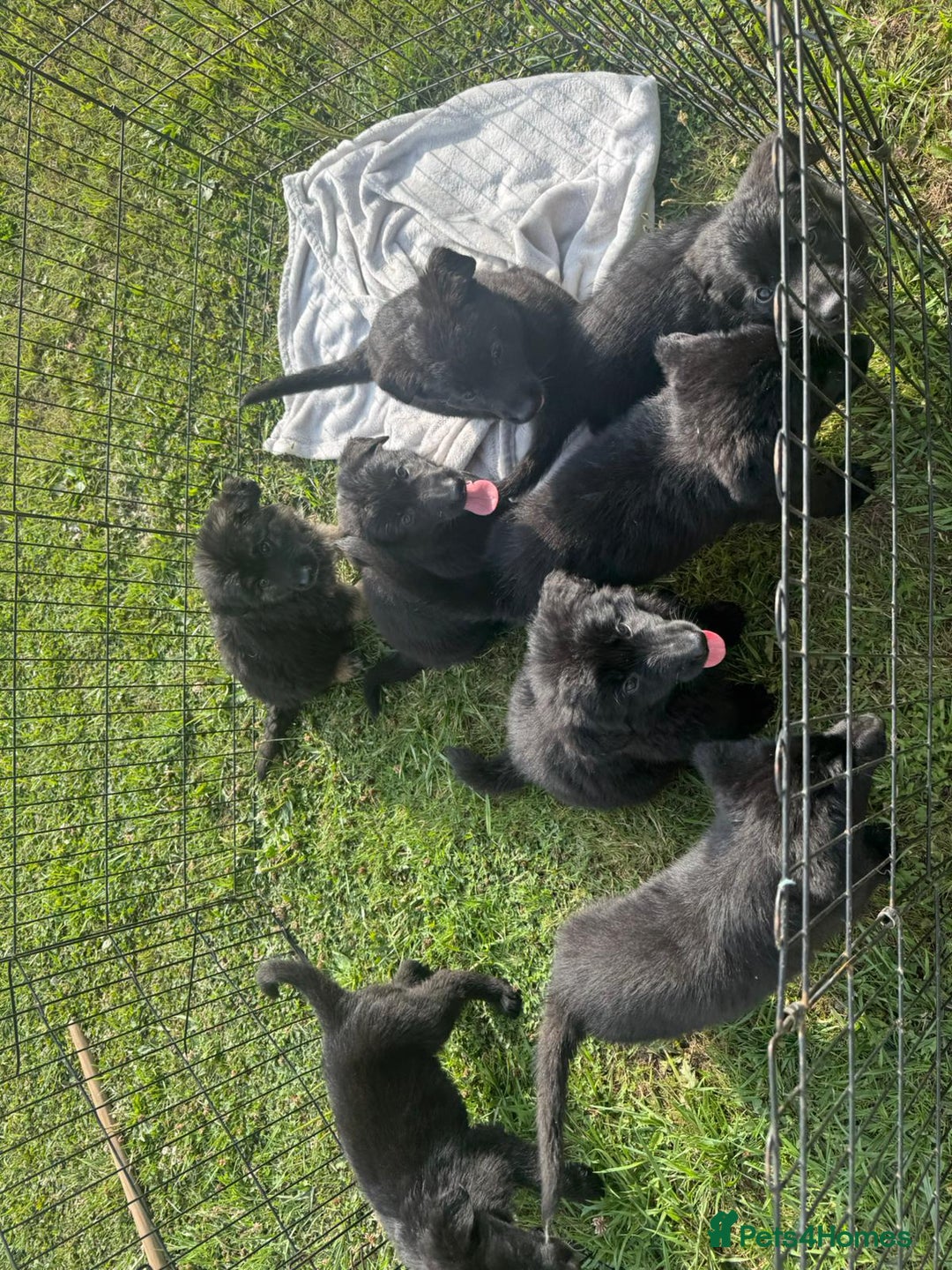 German Shepherd dogs for sale: German shepherd puppies  - Image 4