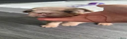 French Bulldog dogs for sale: Stunning KC Registered French Bulldog Puppies 🐶 - Advert 23