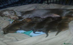 Miniature Dachshund dogs for sale: Miniature dachshunds smooth hair female chocolate  - Image 4