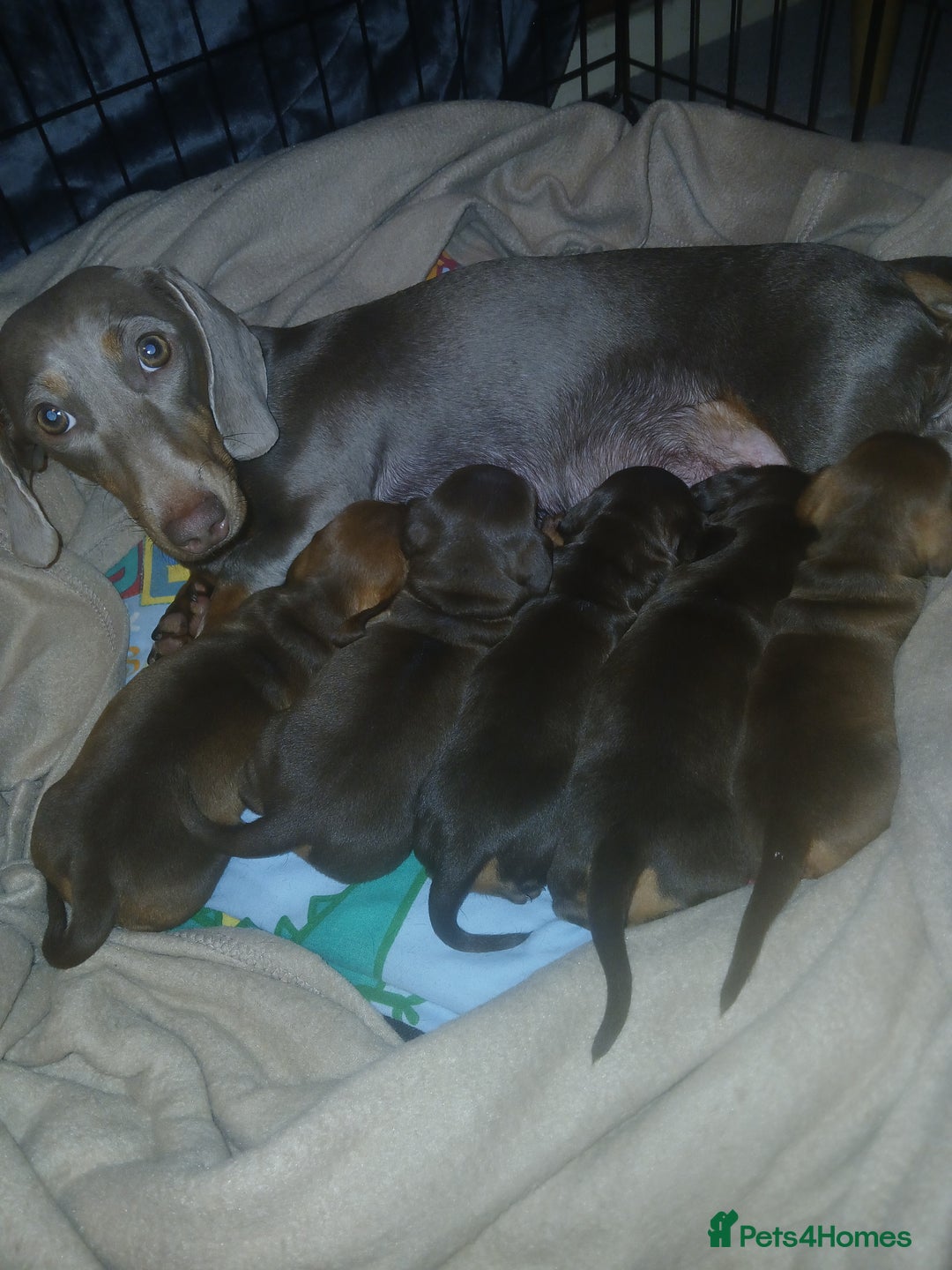 Miniature Dachshund dogs for sale: Miniature dachshunds smooth hair female chocolate  - Image 4