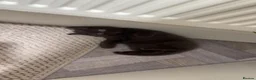 British Shorthair cats for sale: Chocolate British Shorthair for sale in Glasgow - Advert 4