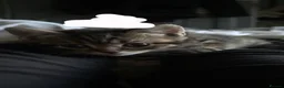 British Shorthair cats for sale:  British shorthair mix kittens  - Advert 7