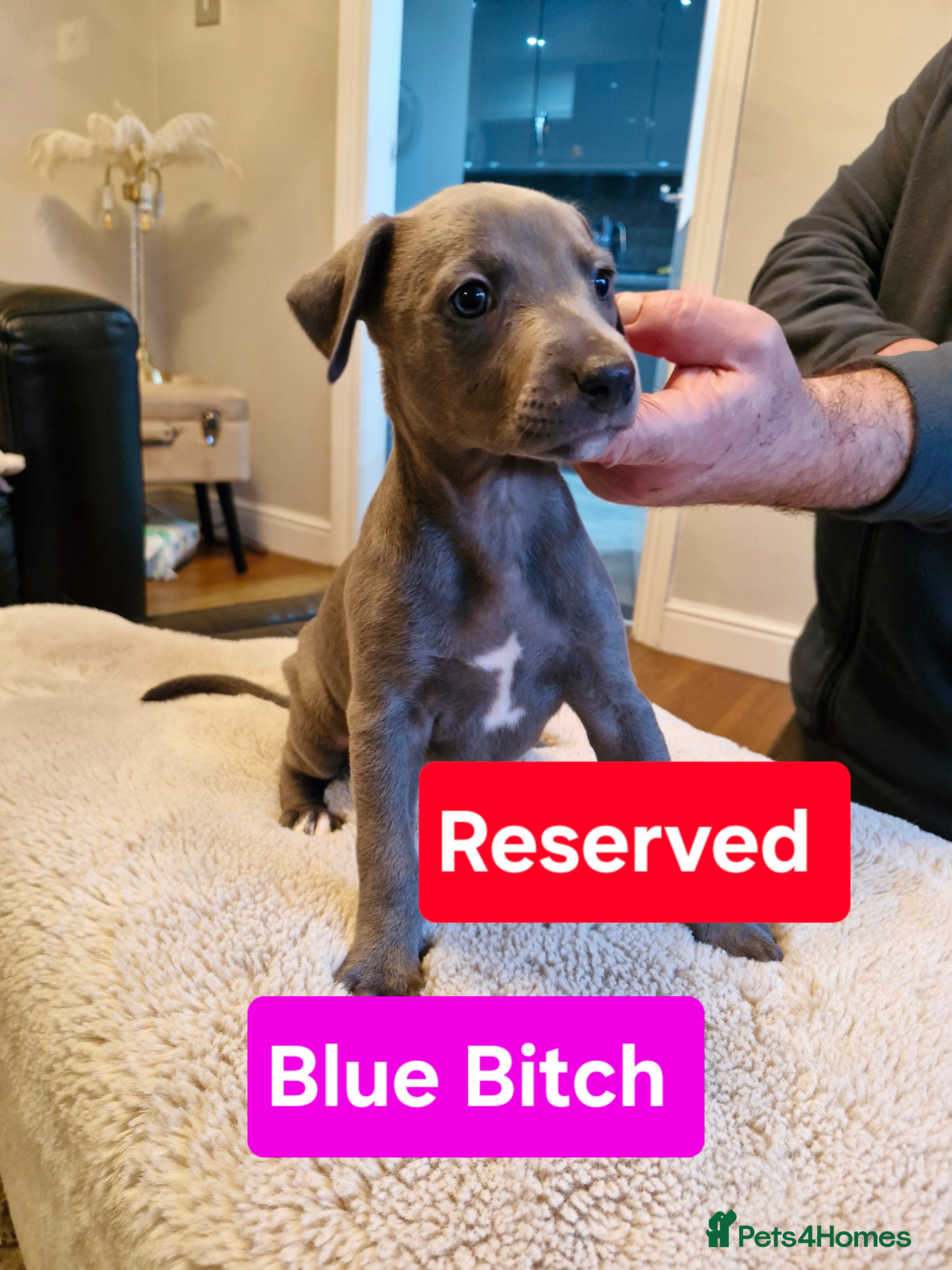 Whippet dogs KC Reg Whippet Puppies for sale  - Advert 6