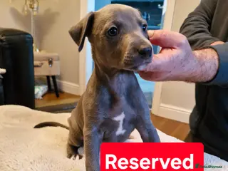 Whippet dogs KC Reg Whippet Puppies for sale - Advert 6