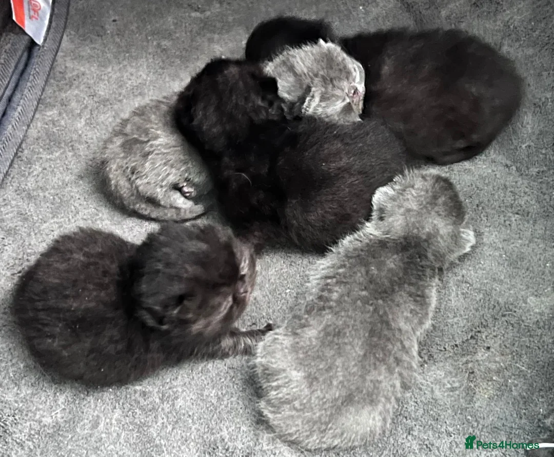 Exotic cats for sale: Adorable Exotic Short Hair Kittens Available  in Bromsgrove - Advert 2