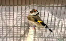 Finches birds for sale: Juvenile goldfinches ! Males and females bbc rung! - Image 2