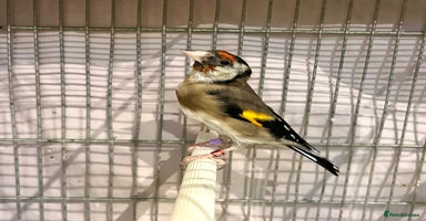 Finches birds - Advert 8
