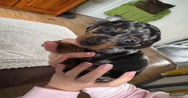Dachshund dogs - Advert 1