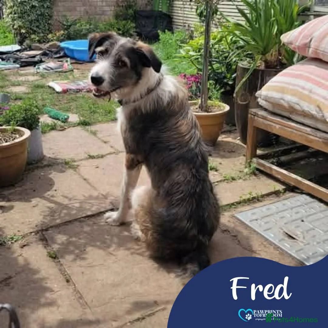 Mixed Breed dogs for adoption: Meet Fred, currently residing in Bristol  in Bristol - Advert 1