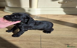 Cocker Spaniel dogs for sale: Outstanding cocker spaniel pups - Image 1