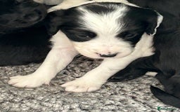 Sprocker dogs for sale:  Sprocker Spaniel READY TO LEAVE!!! 🐶 Only 1 left - Image 19