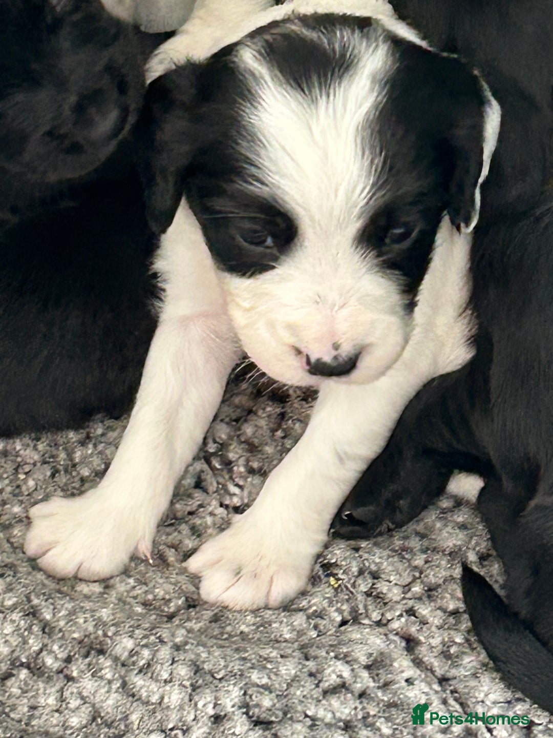 Sprocker dogs for sale:  Sprocker Spaniel READY TO LEAVE!!! 🐶 Only 1 left - Image 19