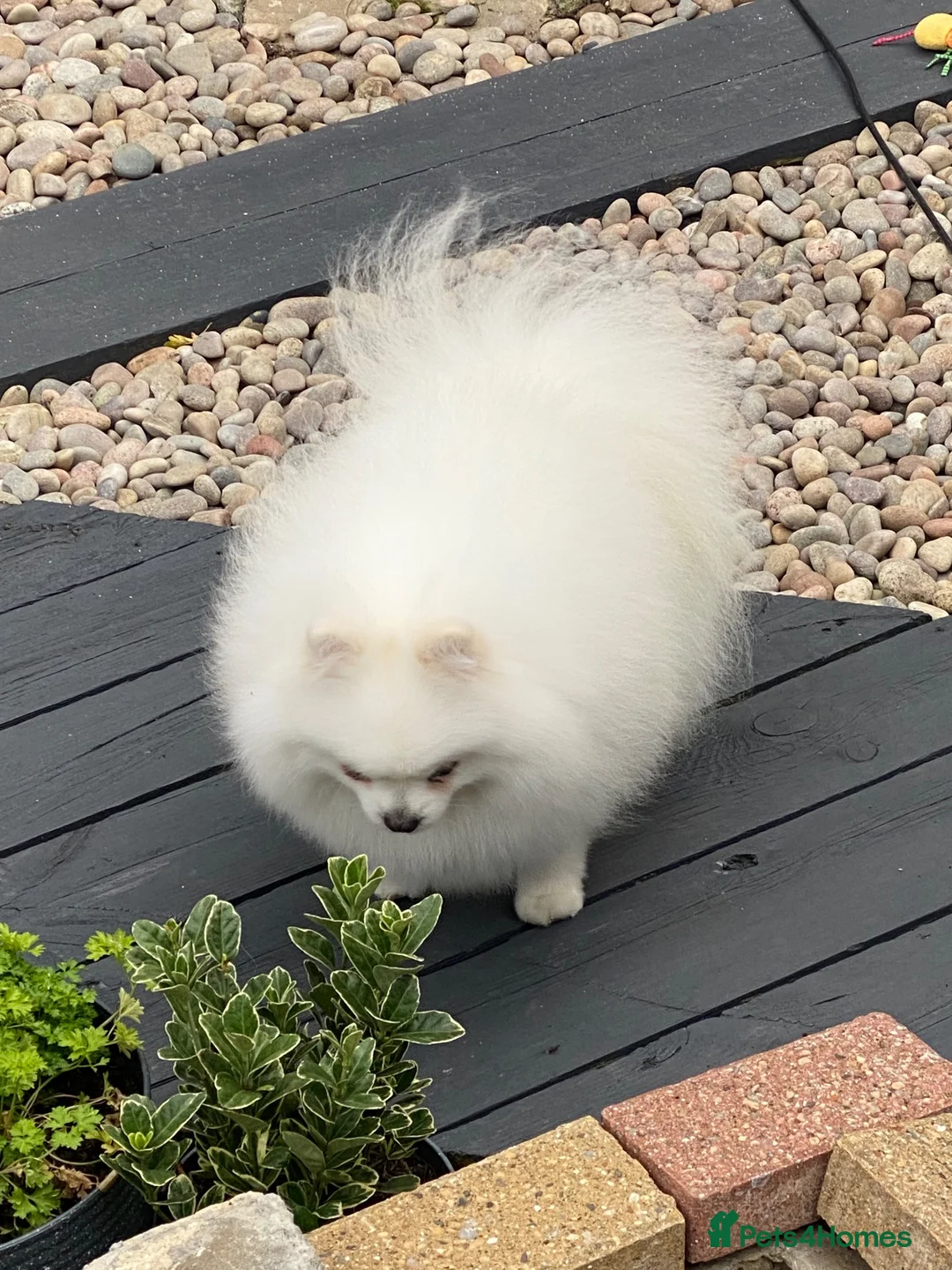 Pomeranian dogs for sale: Stunning White Pomeranian Boy  - Advert 6