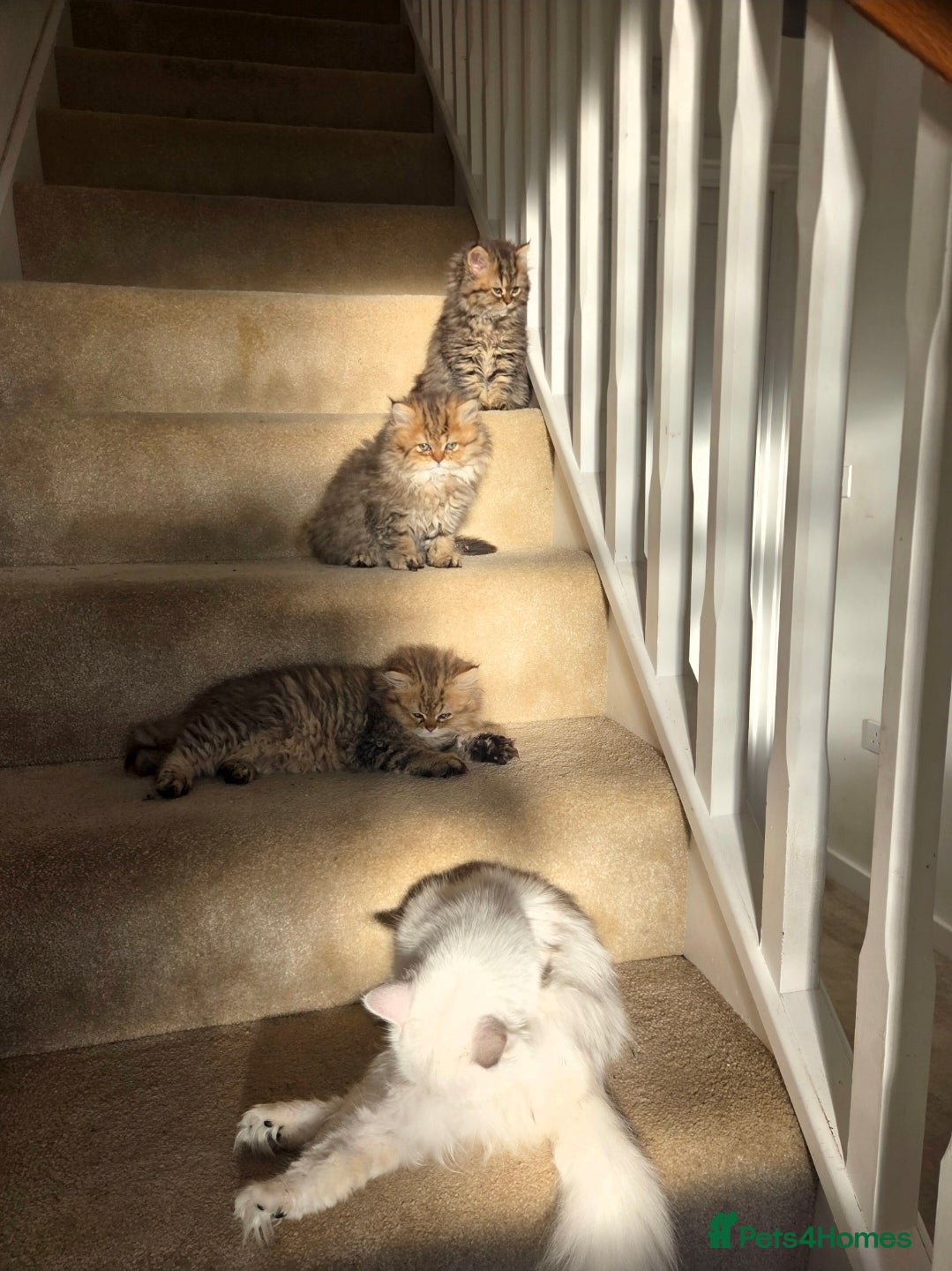 Persian cats Beautiful Persian Kittens – 2 Girls & 1 Boy - Advert 2