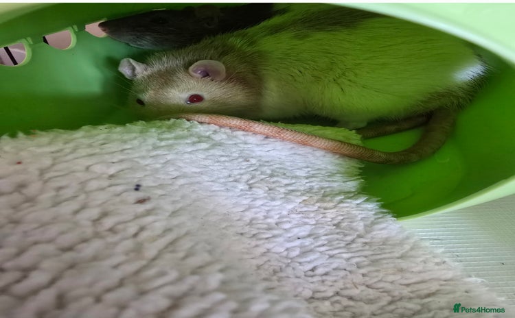 Rat rodents - Advert 7