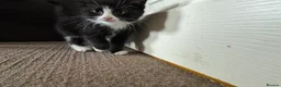 Mixed Breed cats for sale: Mixed breed kittens looking for new home  - Advert 17