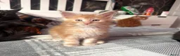 Maine Coon cats for sale: BEAUTIFUL MAINE COON KITTENS LOOKING FOR NEW HOME - Advert 20