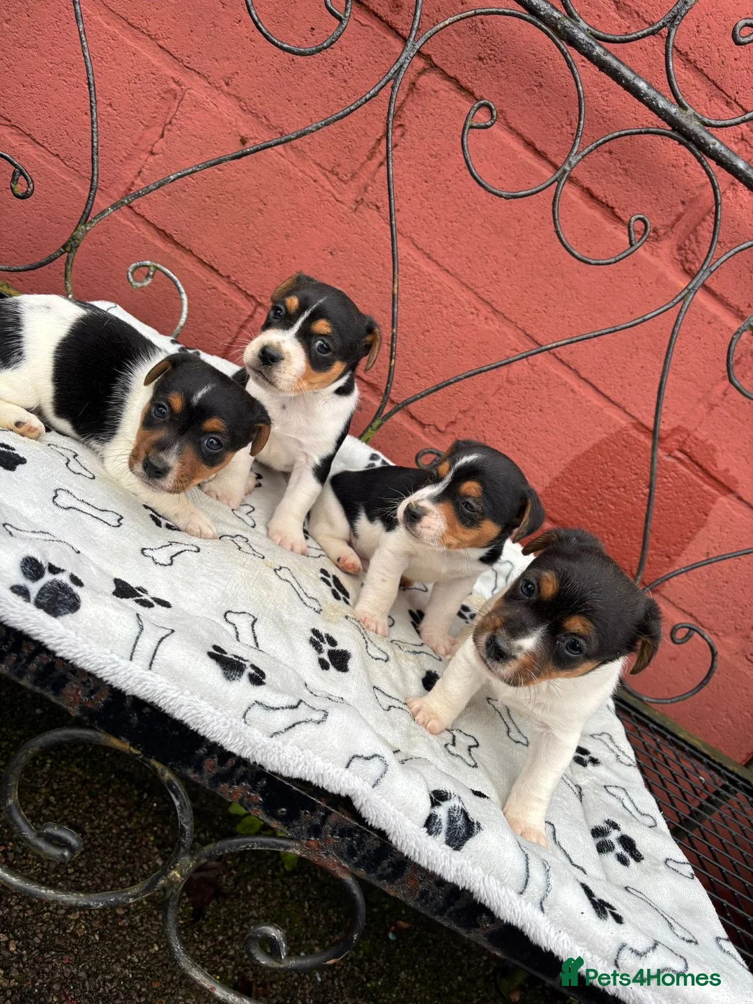 Jack Russell dogs for sale: Jack Russel puppies - Advert 6