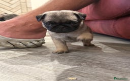 Pug dogs for sale: KC Reg Stunning Pug Puppies - Image 3