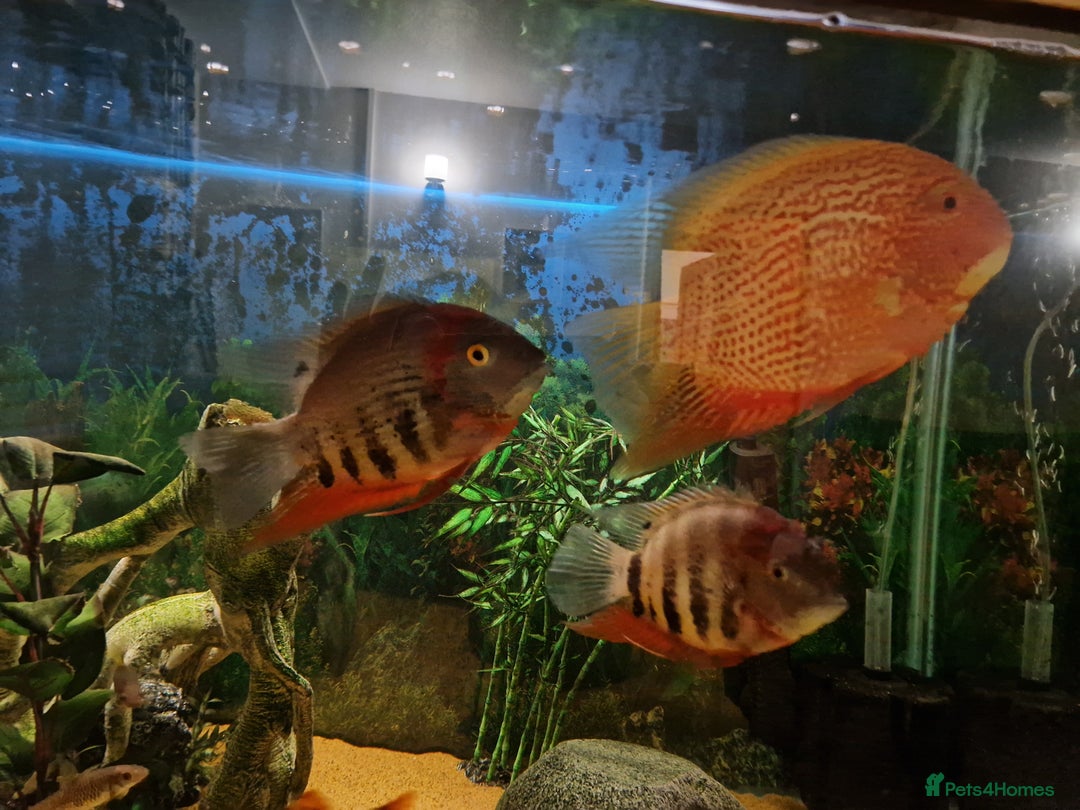 Cichlids fish for sale: Chiclids  - Advert 2