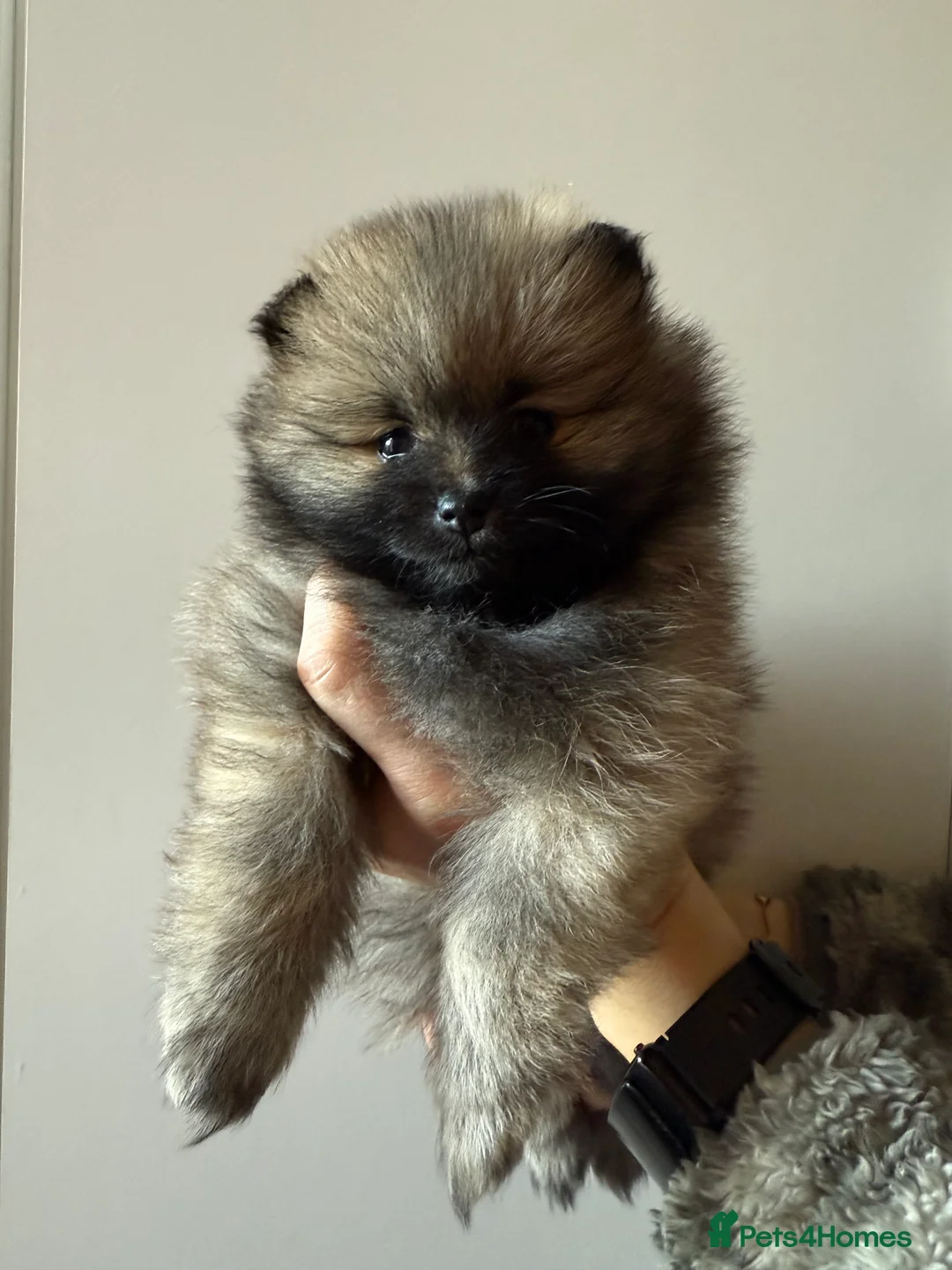Pomeranian dogs for sale: Two Poms looking for forever home - Advert 29