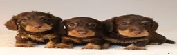 Miniature Dachshund dogs for sale: Choco+Wirehaired+5*Licensed+Kc+Praclear+Vetchecked - Advert 11