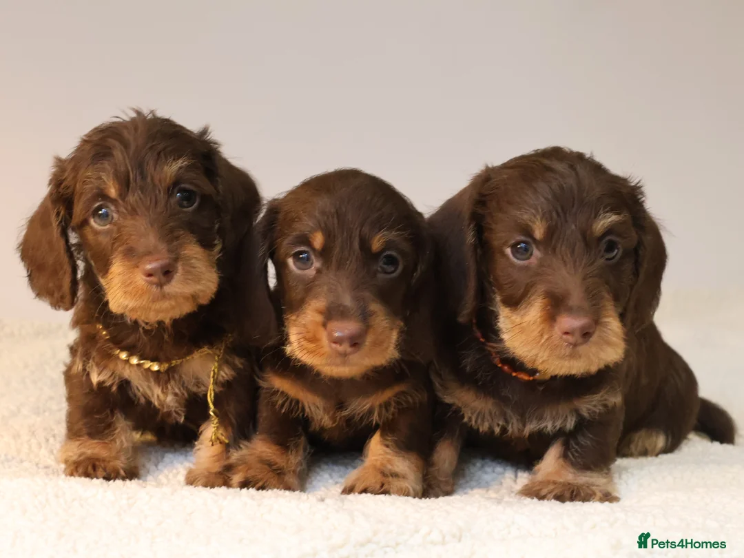 Miniature Dachshund dogs for sale: Choco+Wirehaired+5*Licensed+Kc+Praclear+Vetchecked - Advert 11