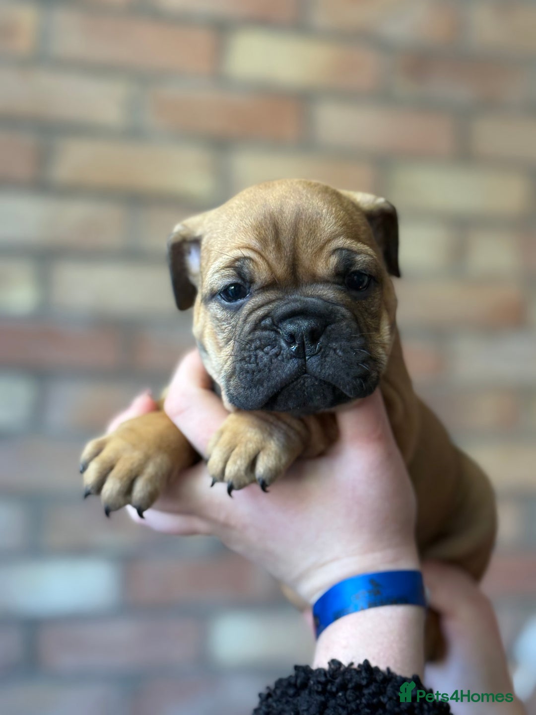 Mixed Breed dogs for sale: Bulldog de Bordeaux  - Image 36