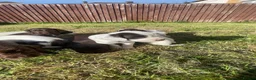 Sprocker dogs for sale: Sprocker Puppies  - Advert 18