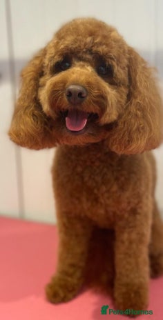 Cockapoo dogs F2 miniature stunning Cockapoos. - Advert 2