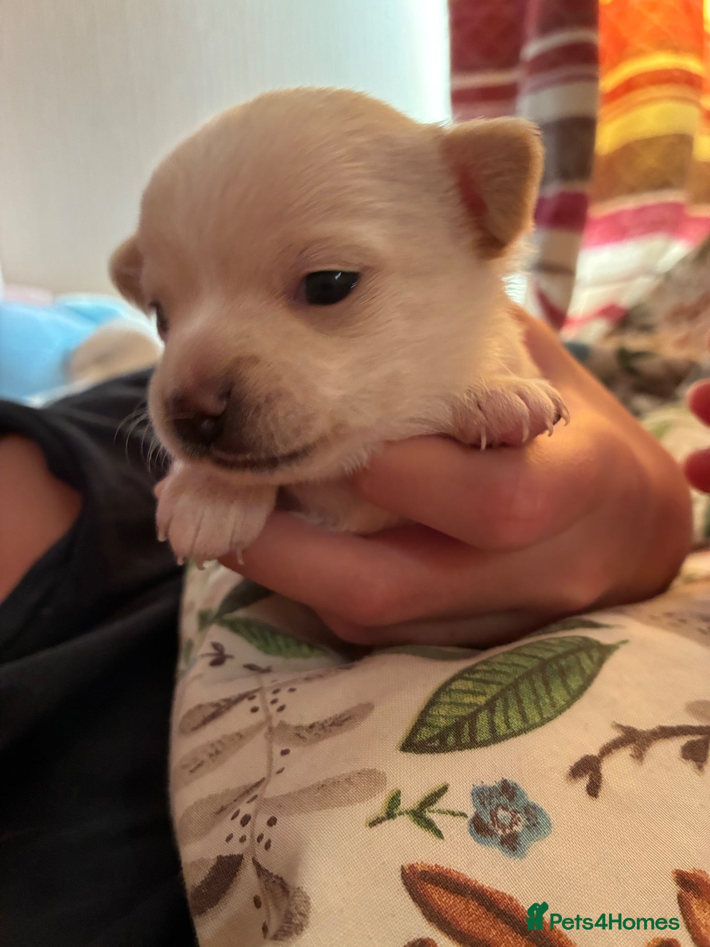 Chihuahua dogs Chihuahua puppies  - Advert 4