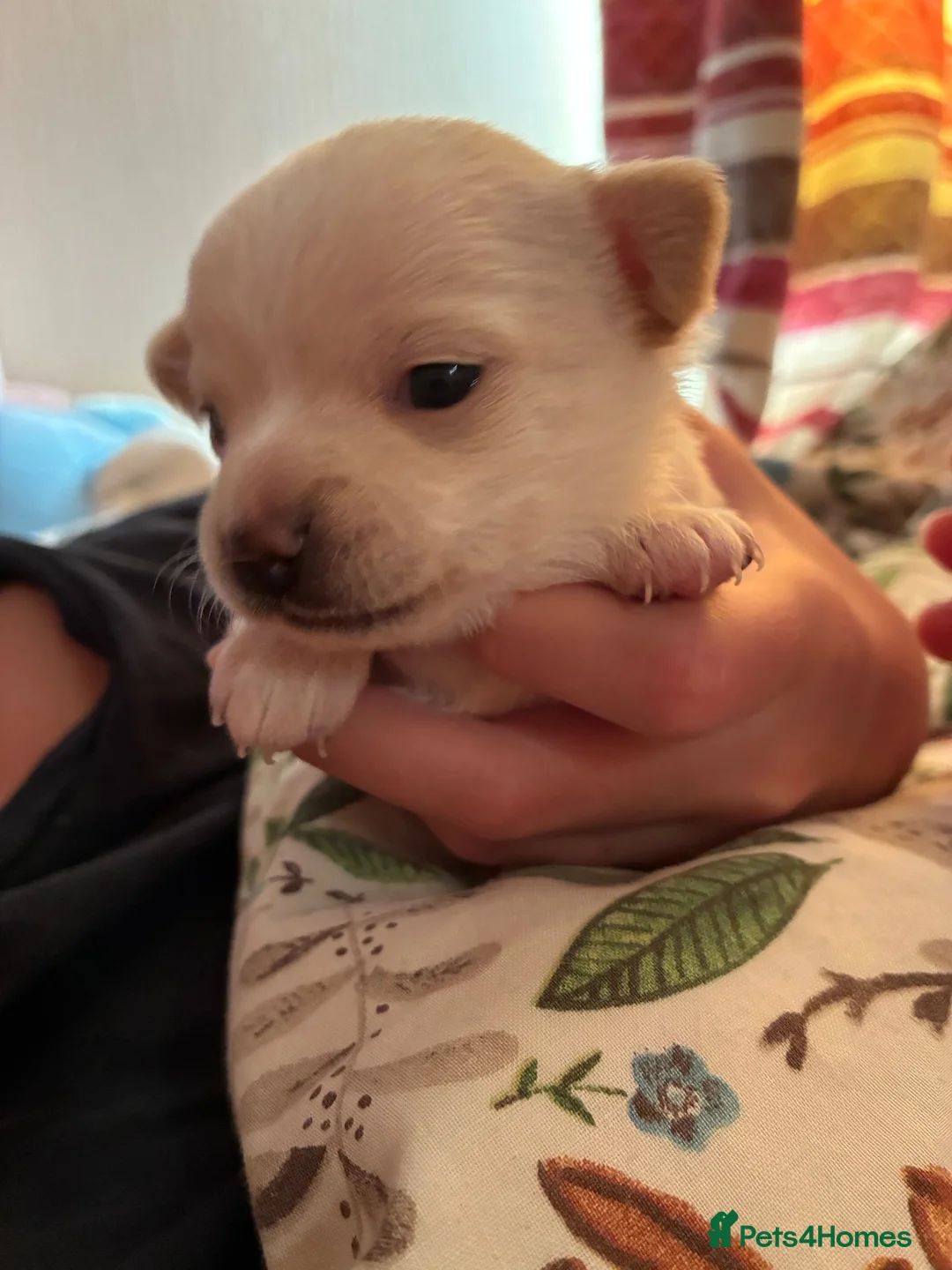 Chihuahua dogs for sale: Chihuahua puppies  in Sheerness - Advert 1